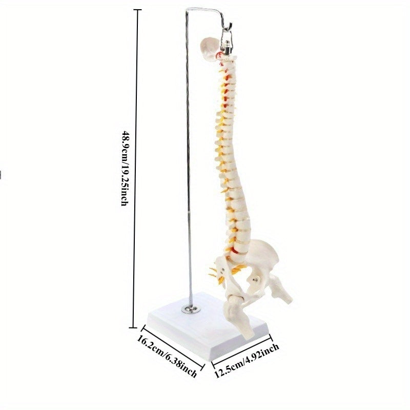 Anatomical Flexible Vertebral Column Model 45Cm with Stand