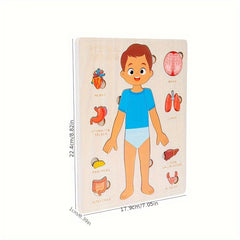 Human Body Structure Wooden Puzzle Educational Toy