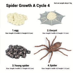 Spider Educational Simulation Models for Halloween Pranks
