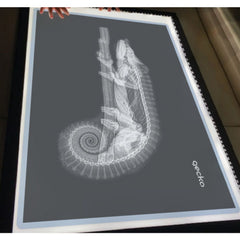 X-Ray Film Set for Human and Animal Science Study