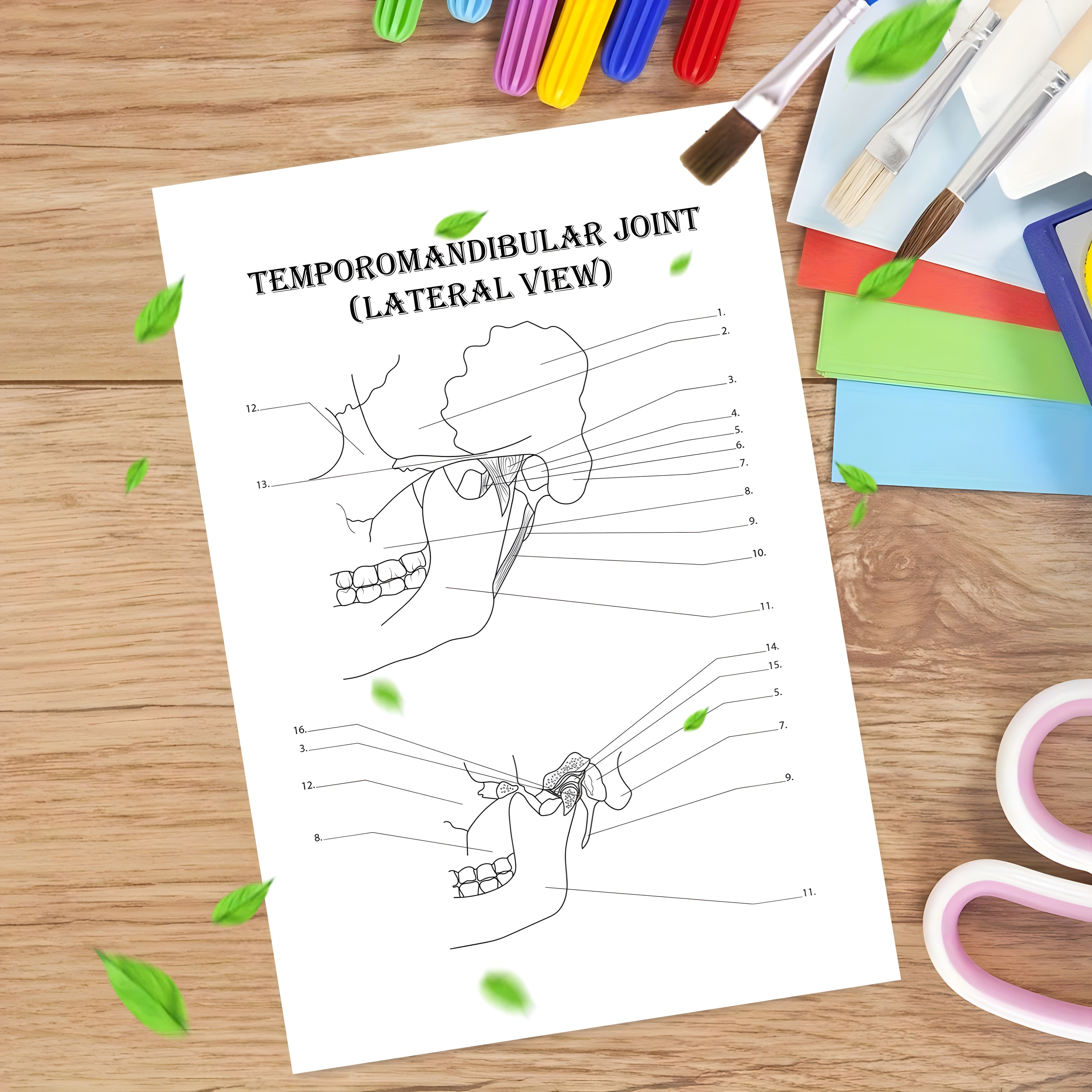 Anatomy & Physiology Coloring Book - Perfect Gift for Medical Students