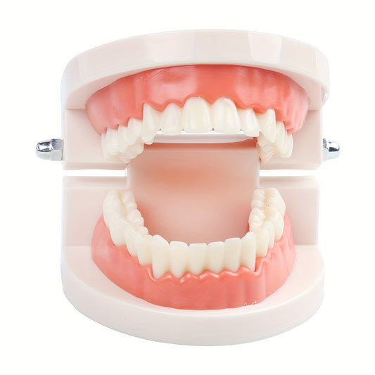 Dental Teeth Model - Standard Dentist Student Teaching Tool