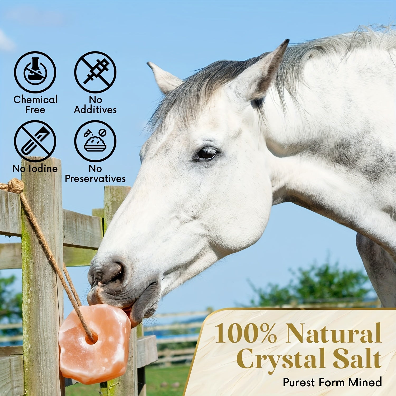Livestock Cattle Licking Salt Block