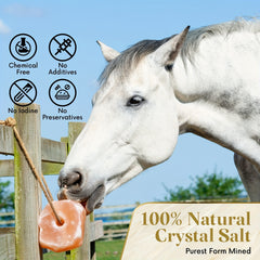 Livestock Cattle Licking Salt Block