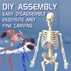 28pcs Human Body Organs Blood Vessels Skeleton Puzzle Model