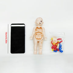 Anatomical Educational Toy Set with Removable Organs