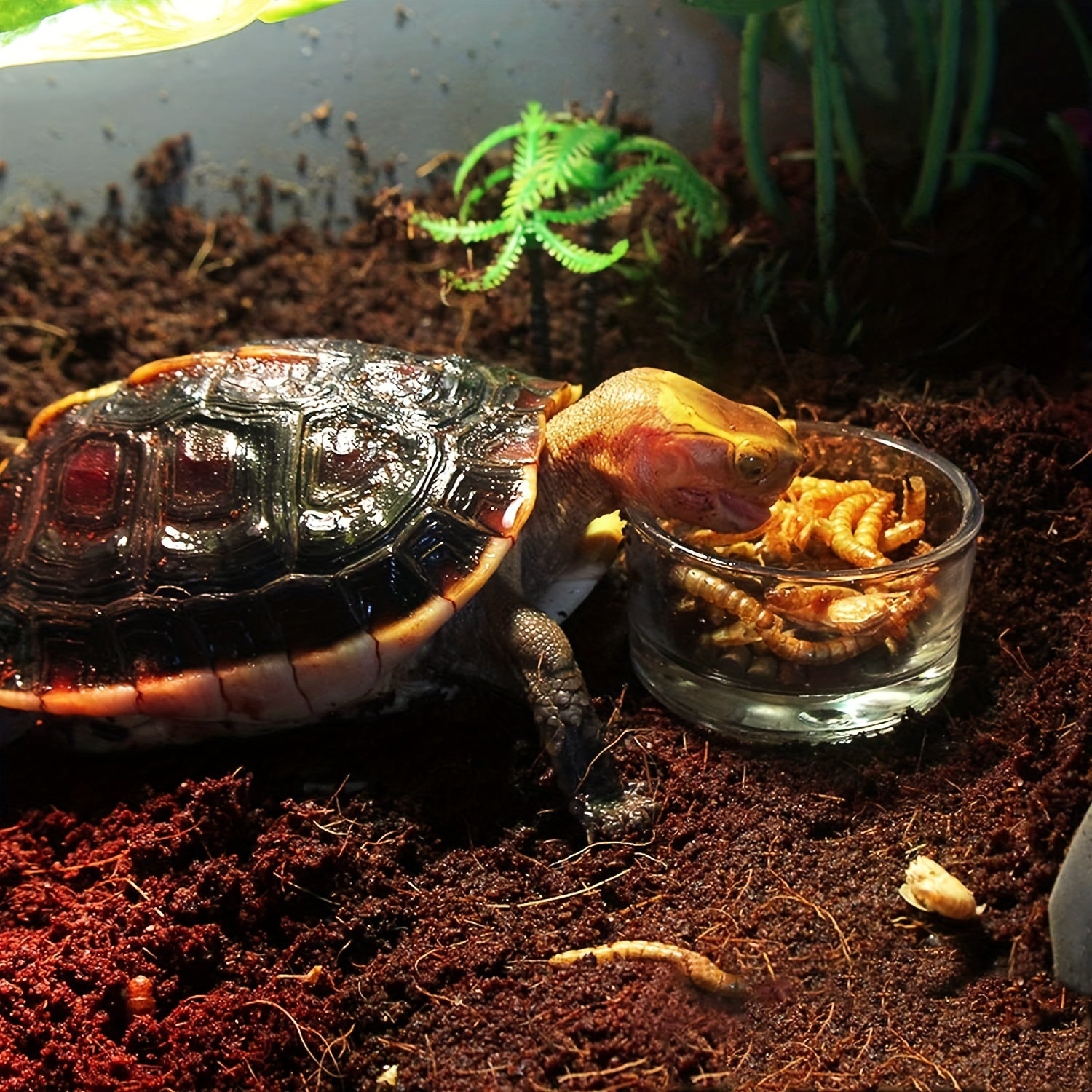 6pcs Glass Reptile Feeder Food Bowls Water Dish Cups for Small Pet Lizard Turtle