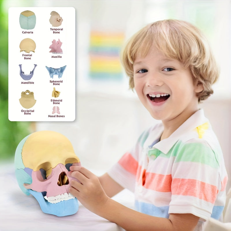 Didactic Colored Power Dental Human Medical Anatomical Adults Skull Model