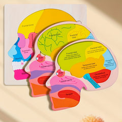 Wooden Brain Anatomy Puzzle for Kids Educational Toy