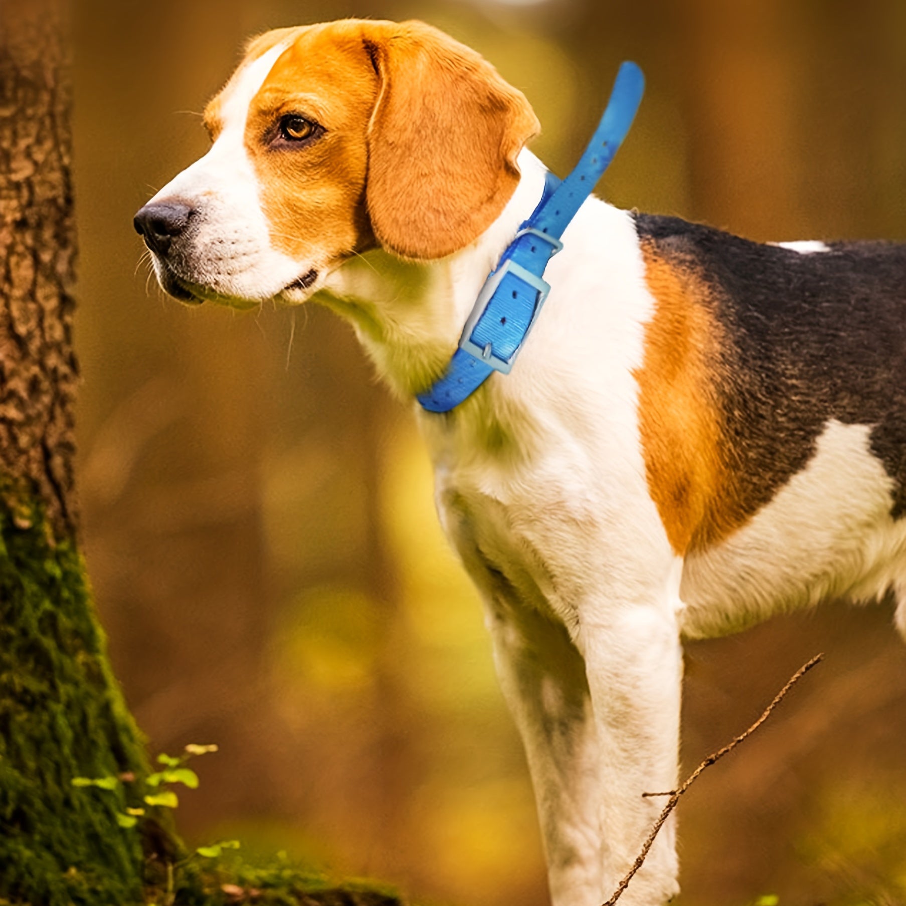 Waterproof TPU Pet Dog Collar Zinc Alloy Buckle