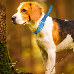 Waterproof TPU Pet Dog Collar Zinc Alloy Buckle