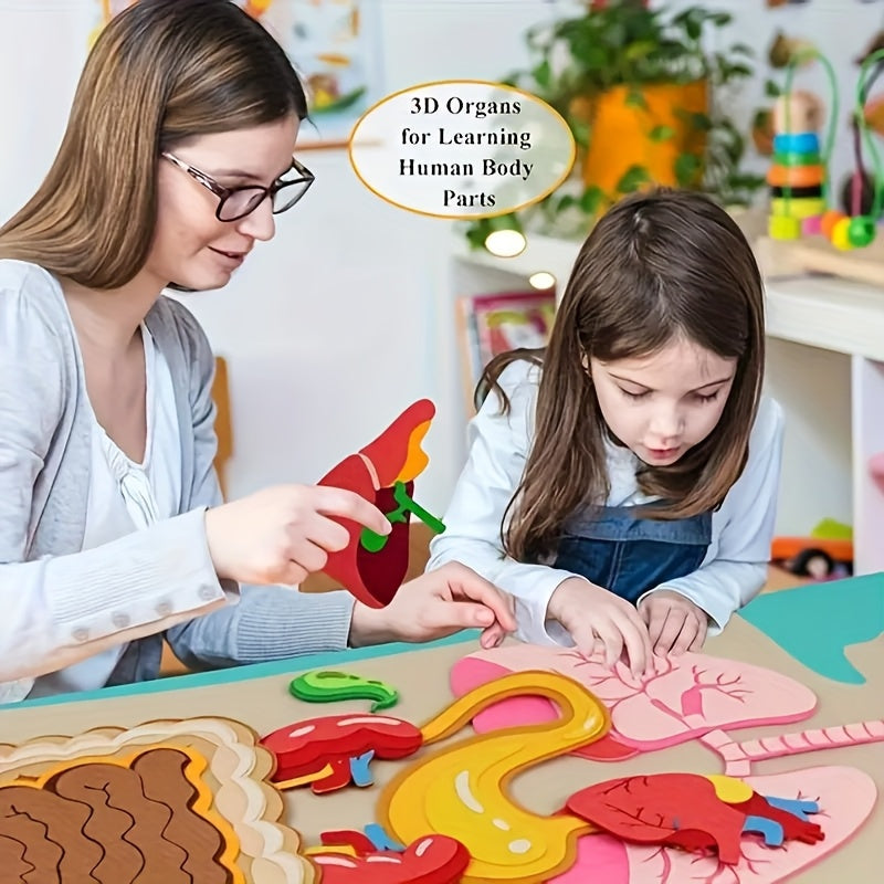 Anatomical Chart & 3D Felt Organ Toys