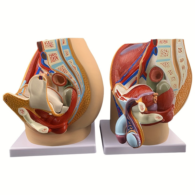 3D Desktop Male Prostate & Female Reproductive Anatomy Model