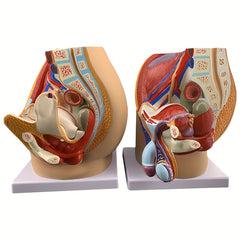 3D Desktop Male Prostate & Female Reproductive Anatomy Model