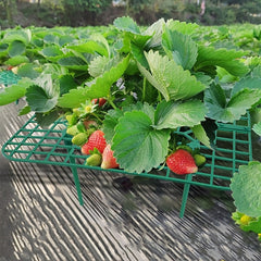 Rectangular Strawberry Support Plant Holder for Growth and Protection