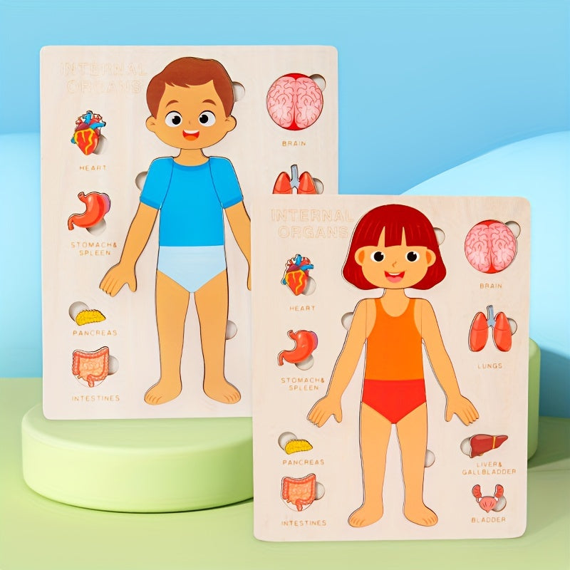 Human Body Structure Wooden Puzzle Educational Toy
