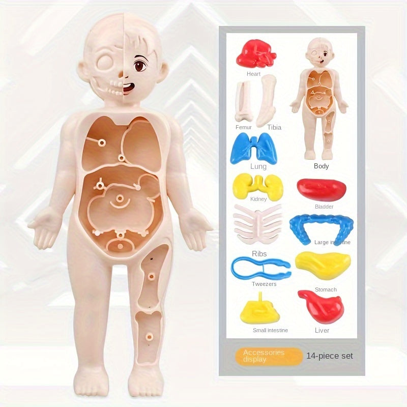 Anatomical Educational Toy Set with Removable Organs
