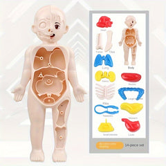Anatomical Educational Toy Set with Removable Organs