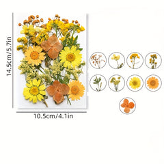 DIY Pressed Flowers Kit - Create Unique Crafts with 19pcs Dried Flowers