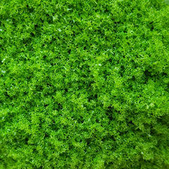 img_4949087