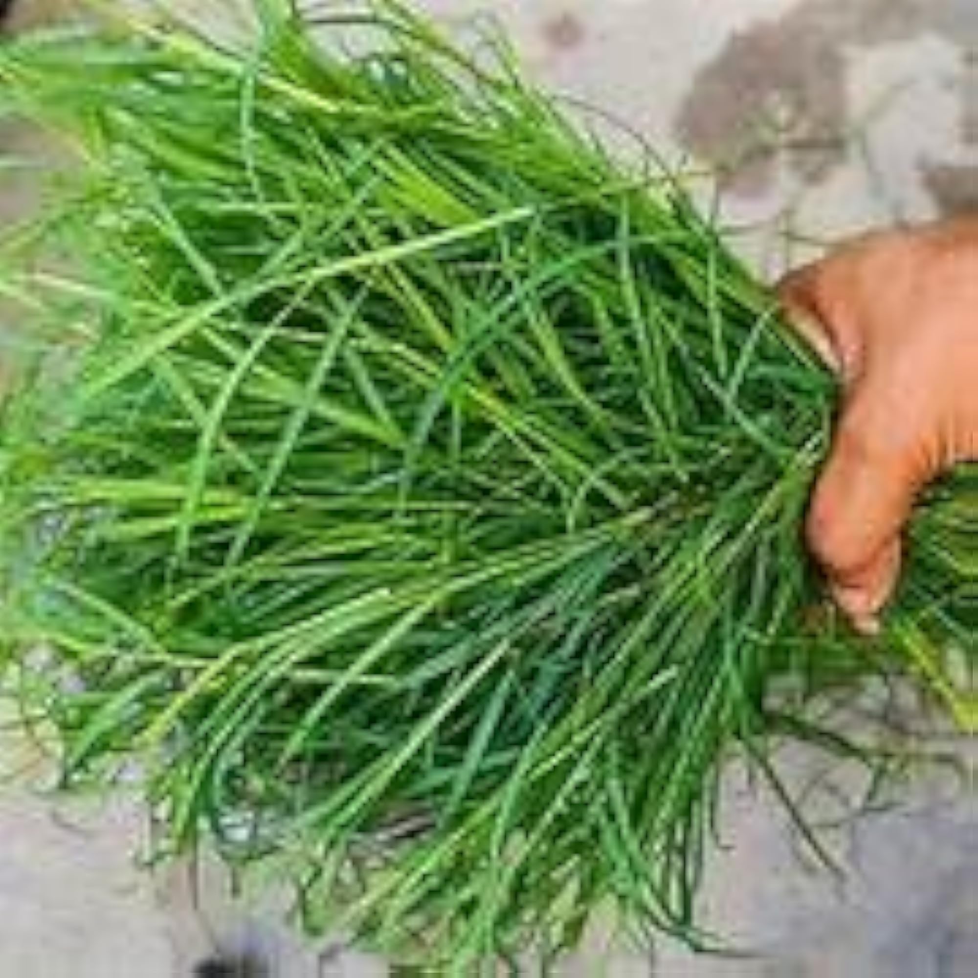 img_11764770