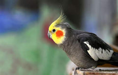 img_8195056