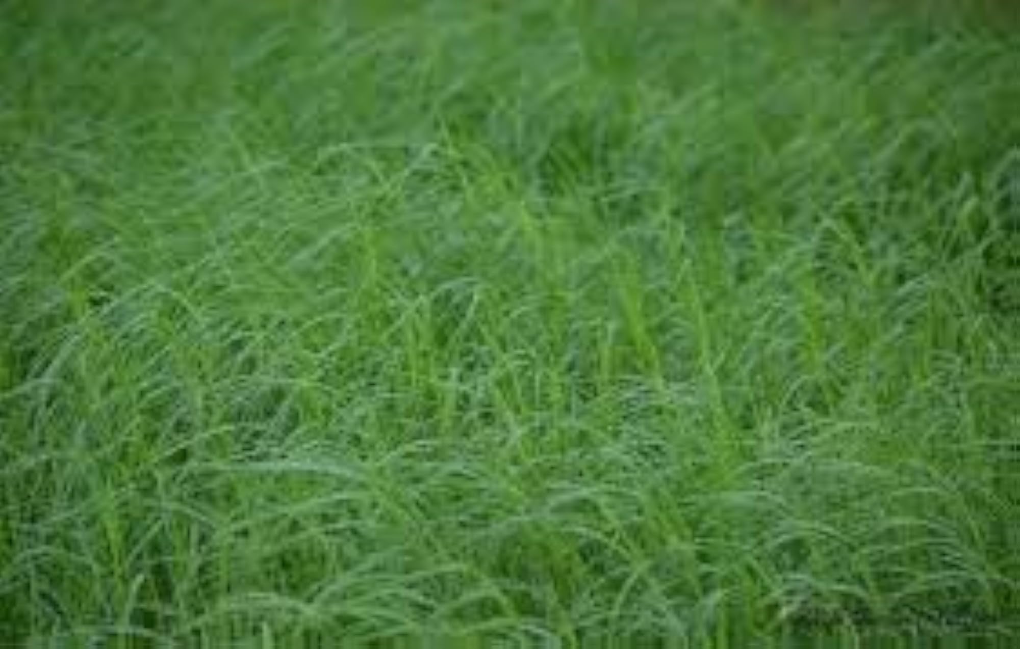 img_11757099