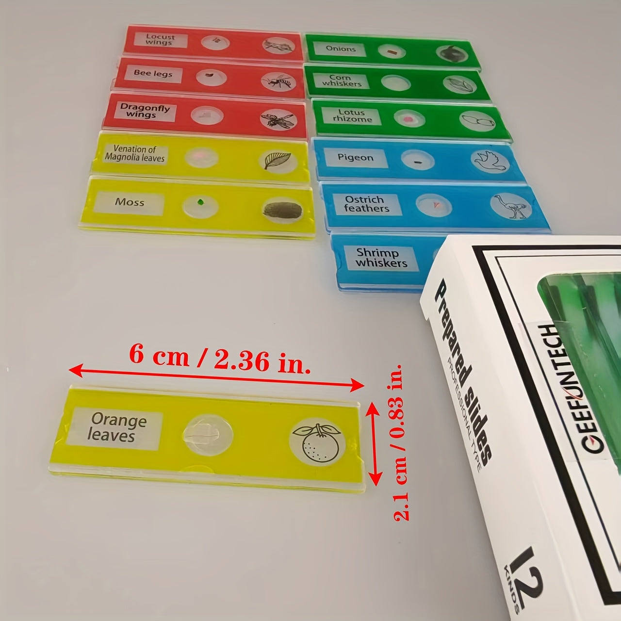 12pcs Plastic Prepared Microscope Slides Biological Specimen
