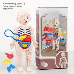 Anatomical Educational Toy Set with Removable Organs