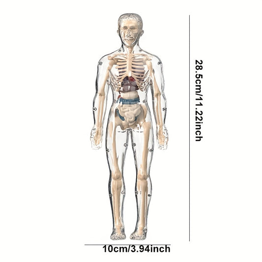 Transparent Plastic Medical Skeleton Model Kit with Removable Organs