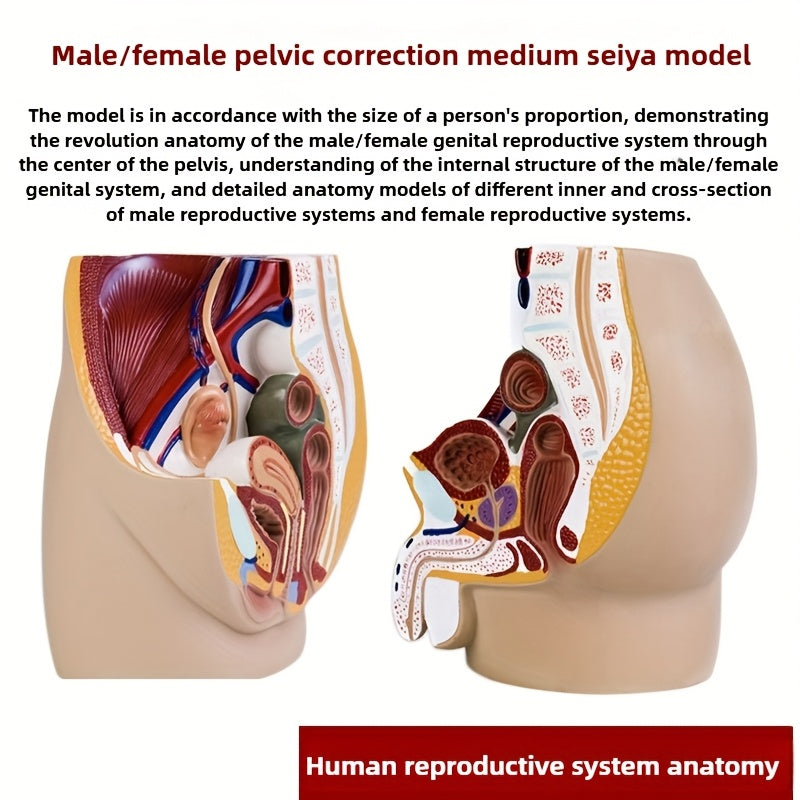 3D Desktop Male Prostate & Female Reproductive Anatomy Model