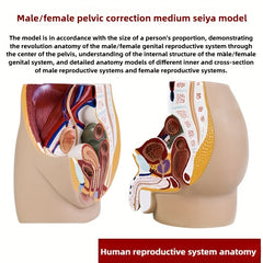 3D Desktop Male Prostate & Female Reproductive Anatomy Model