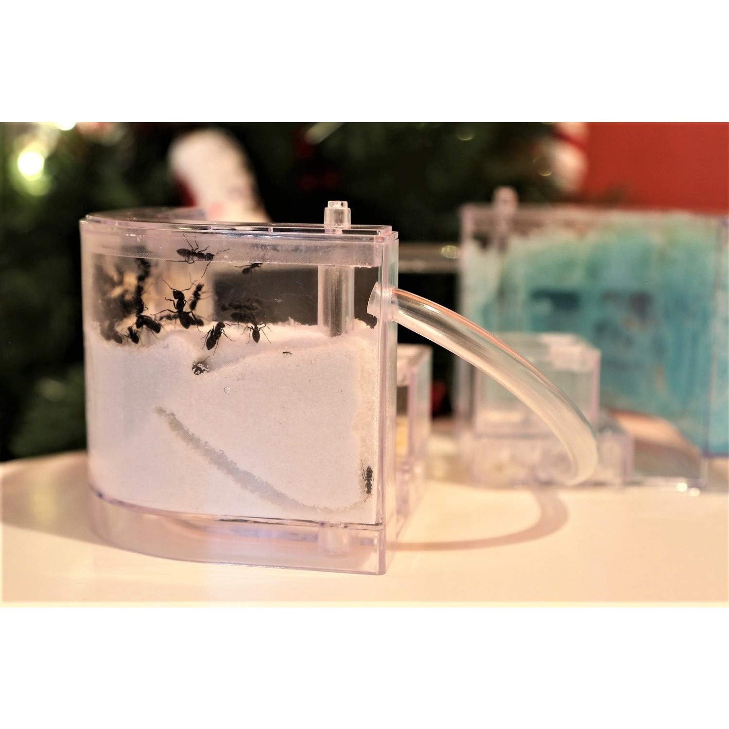 Educational Ant Farm Kit with PVC Habitat