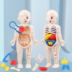 Educational Science Toy DIY Human Organ Model for Kids ABS Material