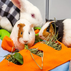 Rabbit Foraging Mat Toy for Pet Training and Feeding