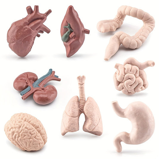 8pcs Simulated Human Organs Toys Set for Children