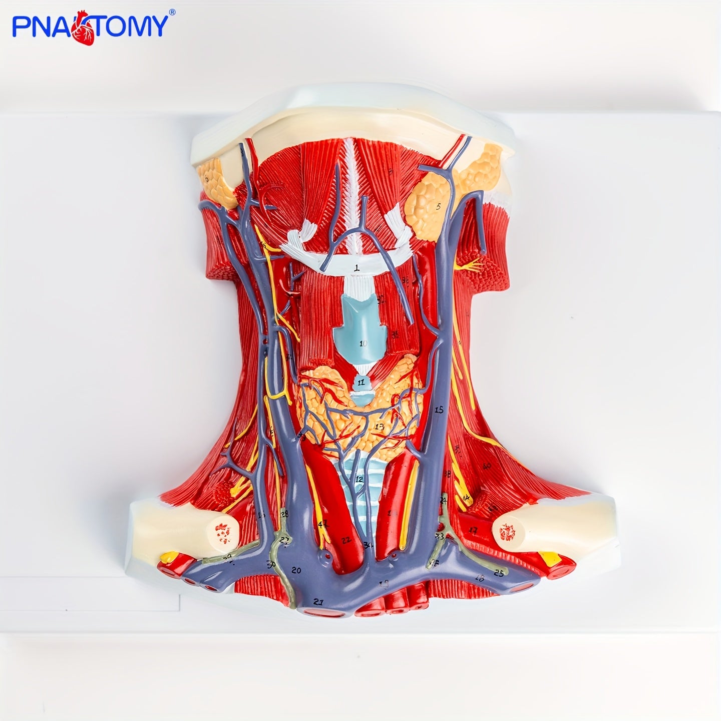 Cervical Model for Human Anatomy Teaching Aid – CRAZE