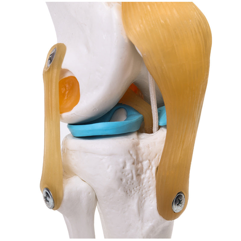 Articulated Human Knee Joint Model for Anatomy Study