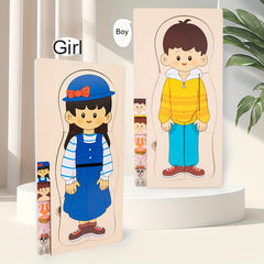 Human Body Structure Wooden Puzzle Children's Toy