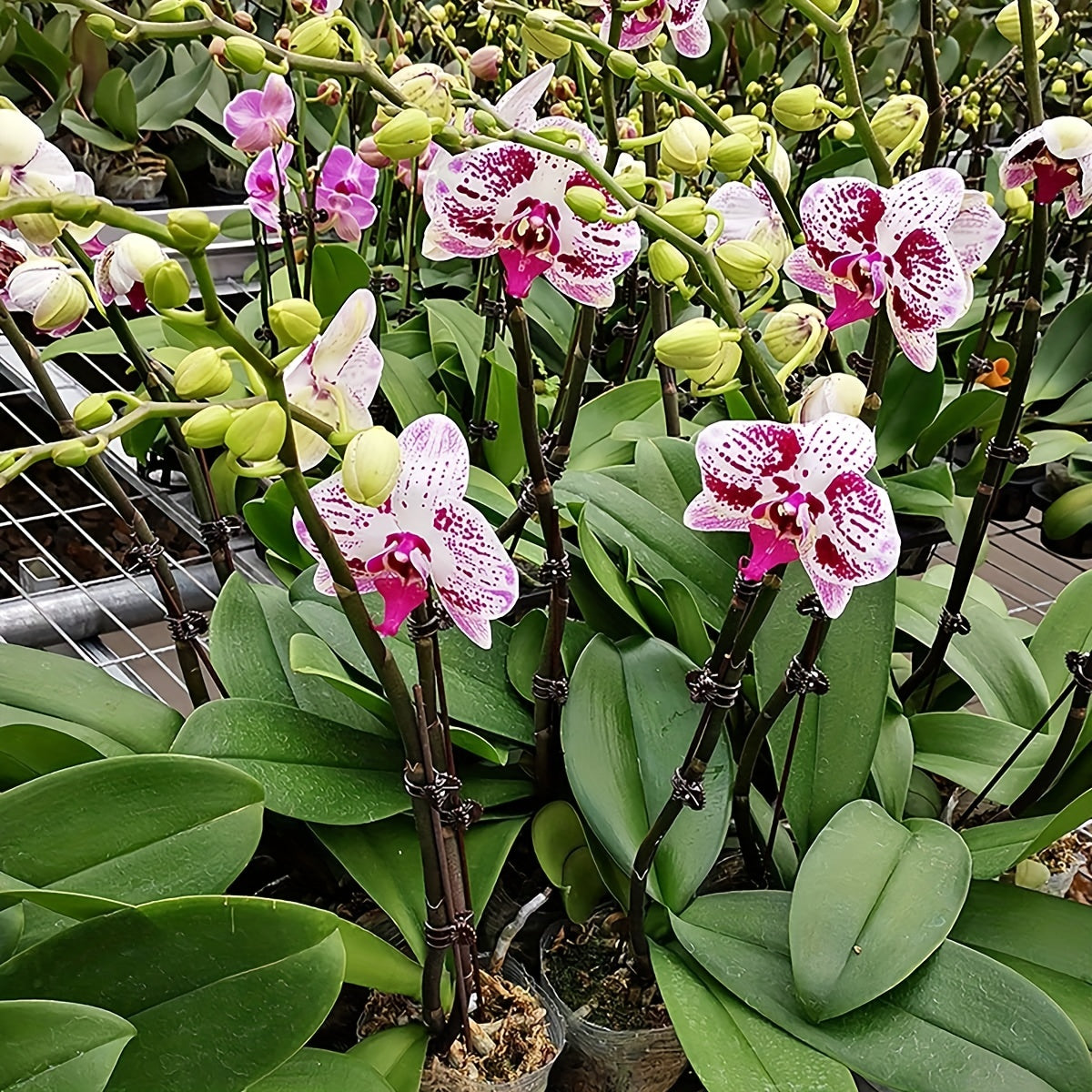 50pcs Plant Clips Orchid Support Clips Flower Vine Clips