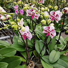 50pcs Plant Clips Orchid Support Clips Flower Vine Clips