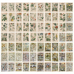 70 Retro Plant Postcard Collage Sets with Animal Pictures for Room Decoration