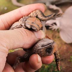 TPR Soft Glue Lizard Deformation Pressure Relief Toy