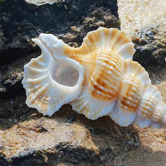 Natural Conch Shell Aquarium Decor