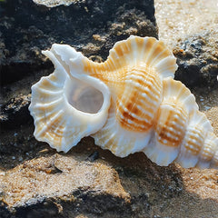 Natural Conch Shell Aquarium Decor