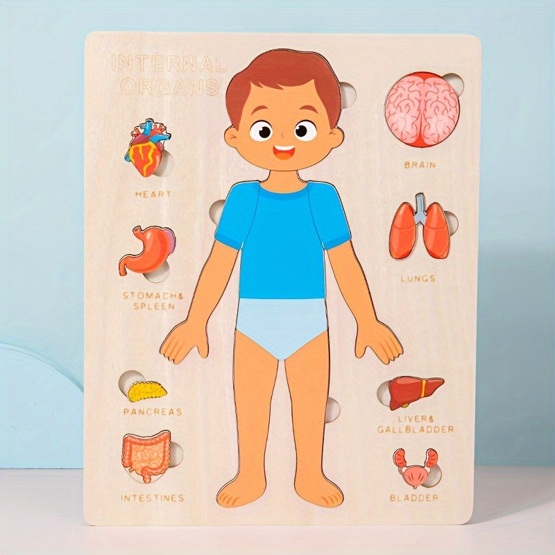 Human Body Structure Wooden Puzzle Educational Toy