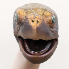Wild Thingz Sea Turtle Hand Puppet