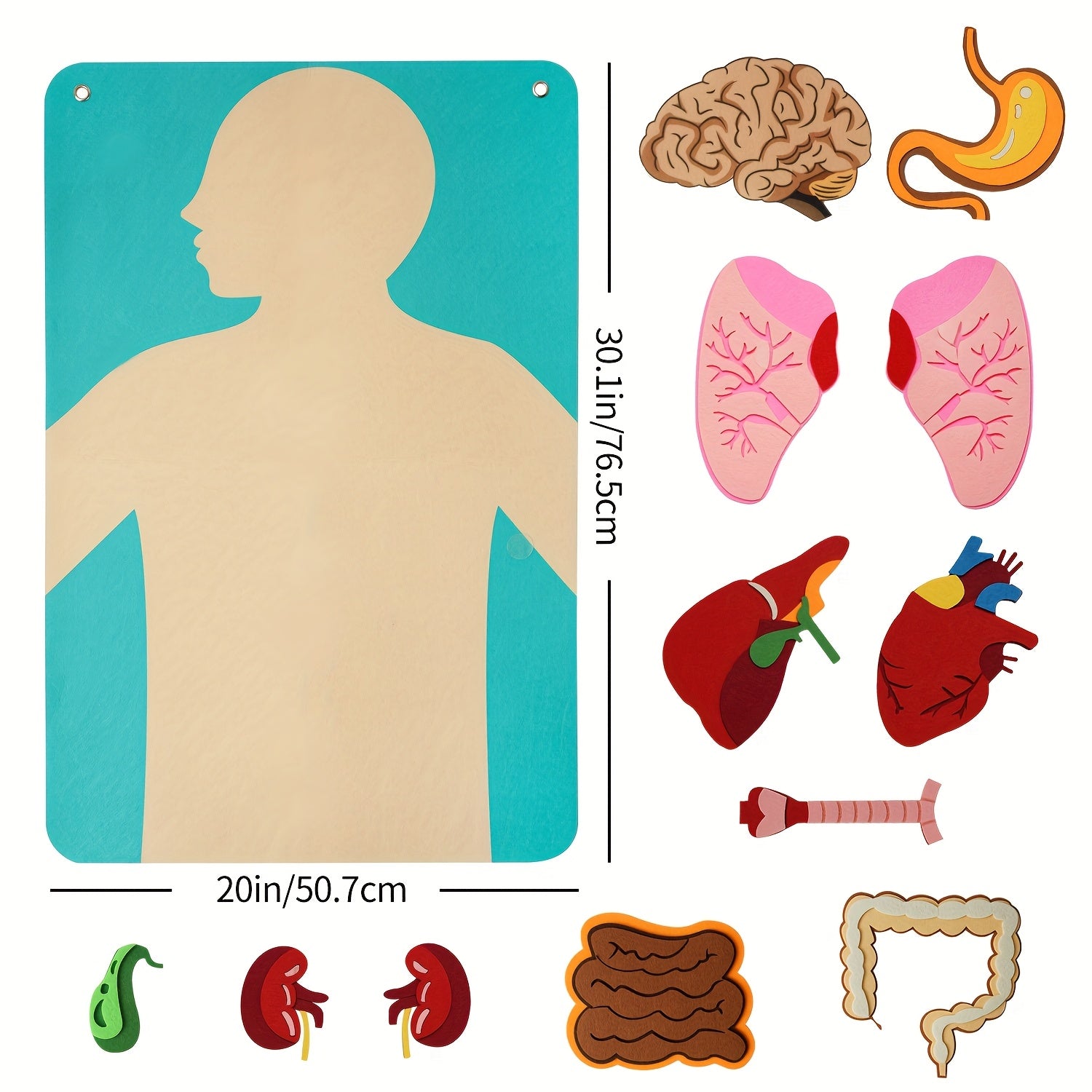 Anatomical Chart & 3D Felt Organ Toys