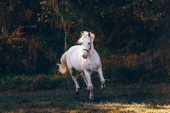 img_8265444