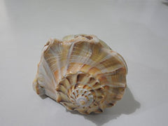 img_8375007
